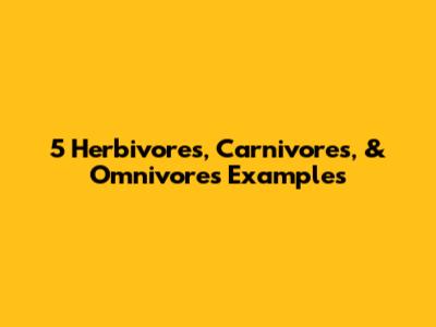 5 Herbivores, Carnivores, & Omnivores Examples