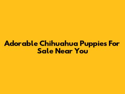 Adorable Chihuahua Puppies For Sale Near You