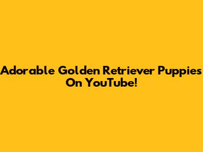 Adorable Golden Retriever Puppies On YouTube!