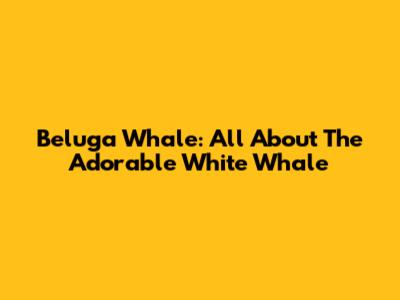 Beluga Whale: All About The Adorable White Whale