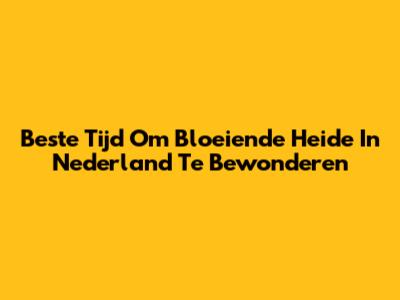 Beste Tijd Om Bloeiende Heide In Nederland Te Bewonderen