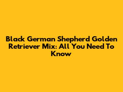 Black German Shepherd Golden Retriever Mix: All You Need To Know