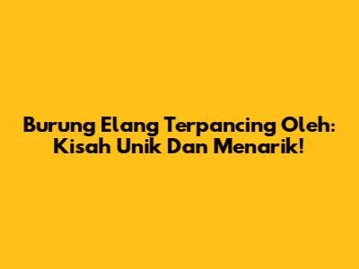 Burung Elang Terpancing Oleh: Kisah Unik Dan Menarik!