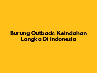 Burung Outback: Keindahan Langka Di Indonesia