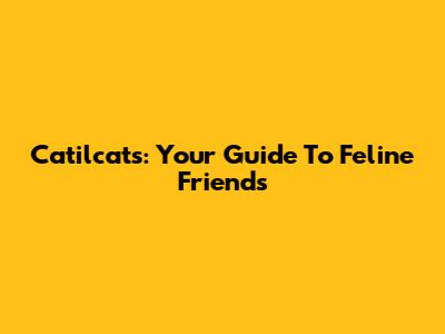 Catilcats: Your Guide To Feline Friends