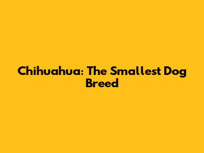 Chihuahua: The Smallest Dog Breed