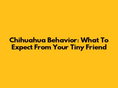 Chihuahua Behavior: What To Expect From Your Tiny Friend
