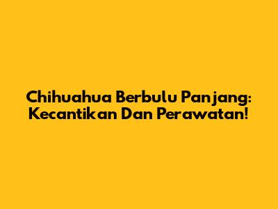 Chihuahua Berbulu Panjang: Kecantikan Dan Perawatan!