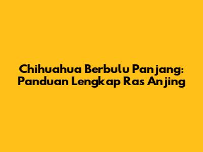 Chihuahua Berbulu Panjang: Panduan Lengkap Ras Anjing
