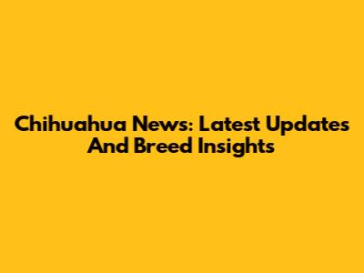 Chihuahua News: Latest Updates And Breed Insights