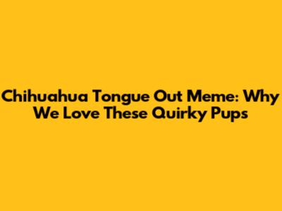 Chihuahua Tongue Out Meme: Why We Love These Quirky Pups