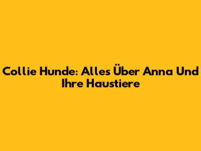 Collie Hunde: Alles Über Anna Und Ihre Haustiere
