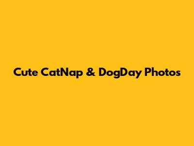 Cute CatNap & DogDay Photos