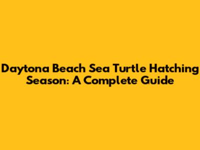 Daytona Beach Sea Turtle Hatching Season: A Complete Guide