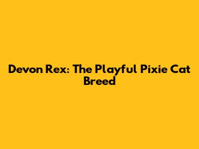 Devon Rex: The Playful Pixie Cat Breed