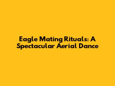 Eagle Mating Rituals: A Spectacular Aerial Dance
