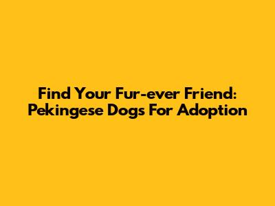 Find Your Fur-ever Friend: Pekingese Dogs For Adoption