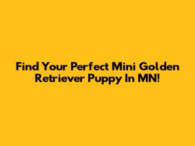 Find Your Perfect Mini Golden Retriever Puppy In MN!