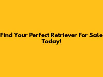 Find Your Perfect Retriever For Sale Today!