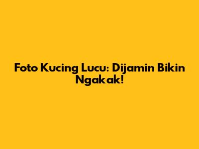 Foto Kucing Lucu: Dijamin Bikin Ngakak!