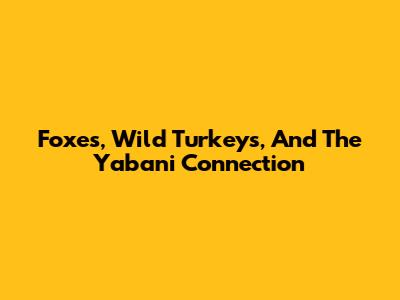 Foxes, Wild Turkeys, And The Yabani Connection