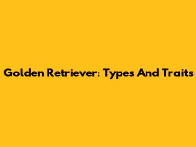 Golden Retriever: Types And Traits