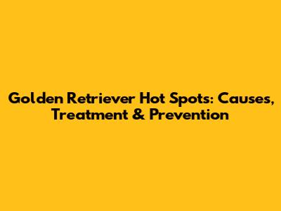 Golden Retriever Hot Spots: Causes, Treatment & Prevention