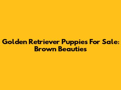 Golden Retriever Puppies For Sale: Brown Beauties