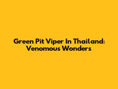 Green Pit Viper In Thailand: Venomous Wonders