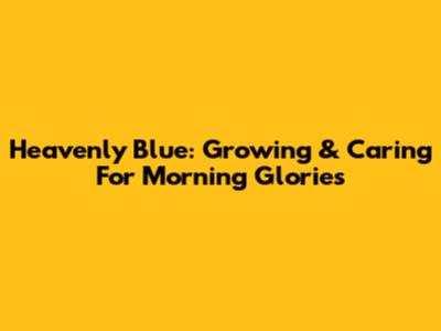 Heavenly Blue: Growing & Caring For Morning Glories