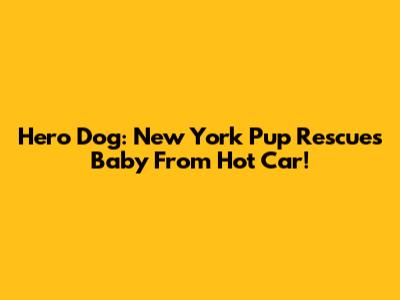 Hero Dog: New York Pup Rescues Baby From Hot Car!