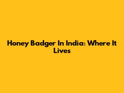 Honey Badger In India: Where It Lives