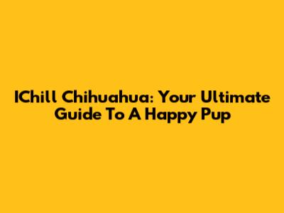 IChill Chihuahua: Your Ultimate Guide To A Happy Pup