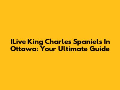 ILive King Charles Spaniels In Ottawa: Your Ultimate Guide