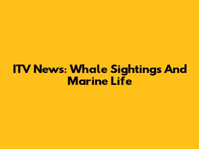 ITV News: Whale Sightings And Marine Life
