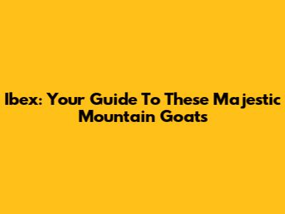 Ibex: Your Guide To These Majestic Mountain Goats