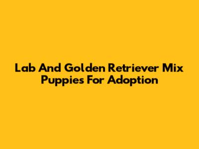 Lab And Golden Retriever Mix Puppies For Adoption
