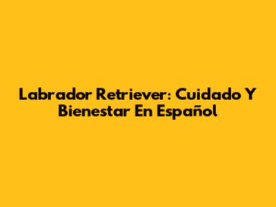 Labrador Retriever: Cuidado Y Bienestar En Español
