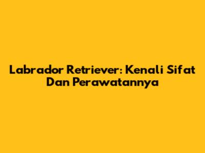 Labrador Retriever: Kenali Sifat Dan Perawatannya