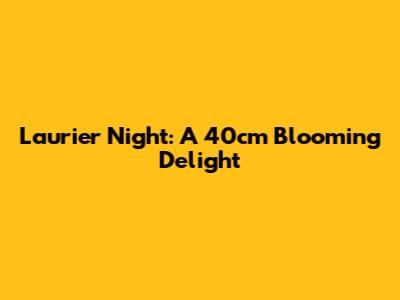 Laurier Night: A 40cm Blooming Delight
