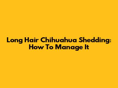 Long Hair Chihuahua Shedding: How To Manage It