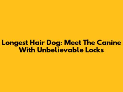 Longest Hair Dog: Meet The Canine With Unbelievable Locks