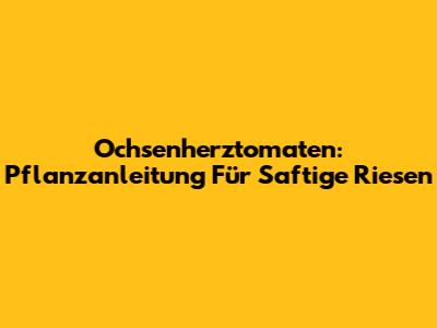 Ochsenherztomaten: Pflanzanleitung Für Saftige Riesen