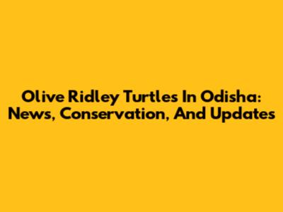 Olive Ridley Turtles In Odisha: News, Conservation, And Updates