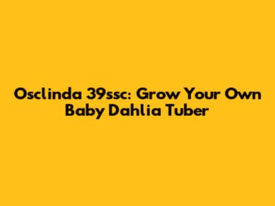 Osclinda 39ssc: Grow Your Own Baby Dahlia Tuber