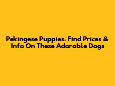 Pekingese Puppies: Find Prices & Info On These Adorable Dogs