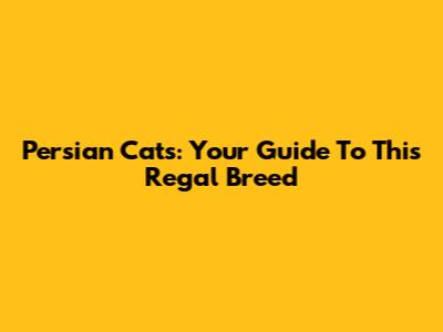 Persian Cats: Your Guide To This Regal Breed