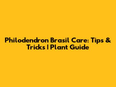 Philodendron Brasil Care: Tips & Tricks | Plant Guide