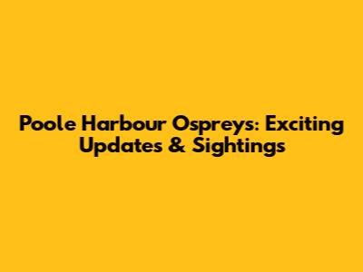 Poole Harbour Ospreys: Exciting Updates & Sightings