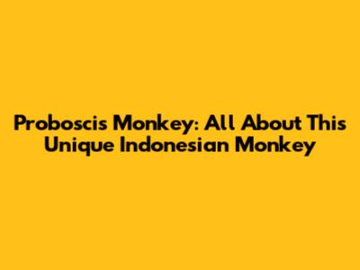 Proboscis Monkey: All About This Unique Indonesian Monkey